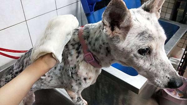 IMG20190619171124SOINS絲旺洗毛精 試用