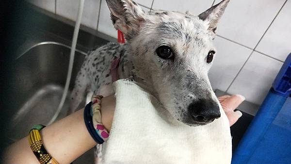 IMG20190619171535SOINS絲旺洗毛精 試用