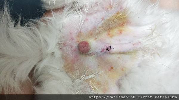 IMG20190603204906.jpg 試用