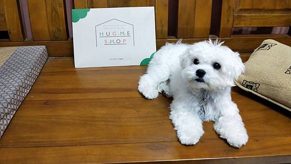 IMG20191212184528愛可納犬用保健食品 試用