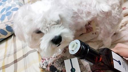 IMG20200801193434愛寶Perú黃金魚油+ 試用