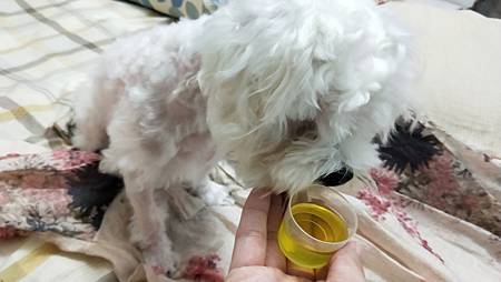 IMG20200801193726愛寶Perú黃金魚油+ 試用