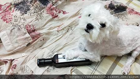 IMG20200801193344.jpg 試用