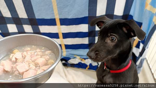 IMG_20211029_112041維齊 Vi.Chi 蒸爽機腿犬餐罐 80g 試用