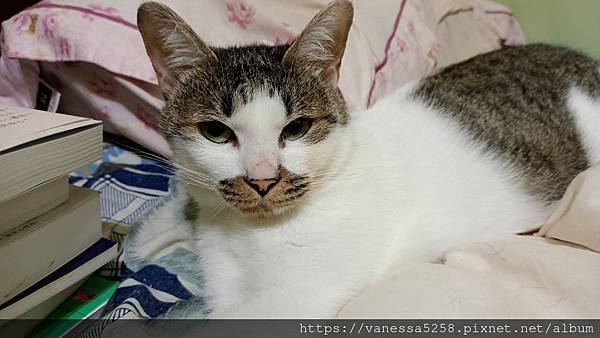 IMG_20221015_013142.jpg 試用