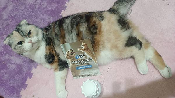 【寵物】貓咪關節保健食品推薦｜奧沛OurPet｜貓用關沛錠｜