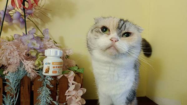 【寵物】奧沛 OurPet｜貓用腸沛錠｜貓腸胃保健｜好吃美味