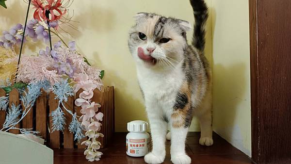 【寵物】奧沛 OurPet｜貓用膚沛錠｜貓皮膚保健｜添加魚油