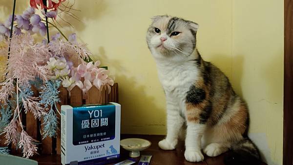 貓關節保健食品推薦｜日本獸醫監製優固倍Yakupet開箱｜綠