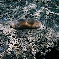 硬珊瑚區海參