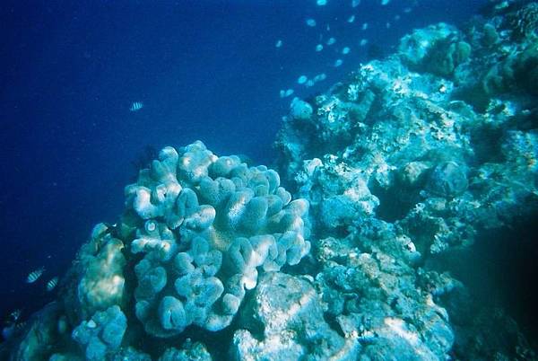 大斷層珊瑚