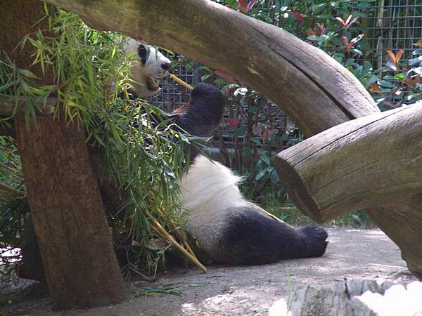 Panda eating 2