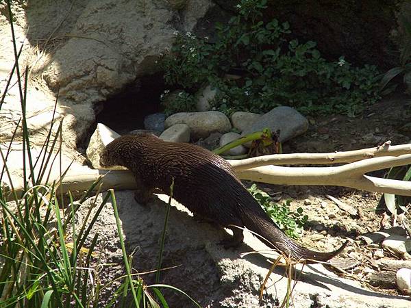 Otter 2