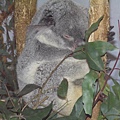 Koala 7