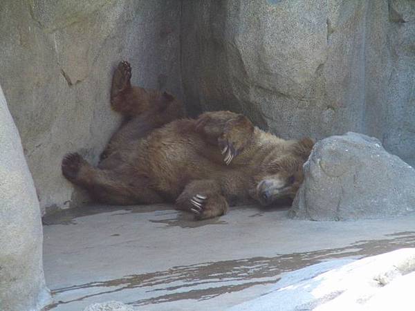 brown bear