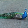 Peafowl 2