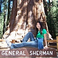 Sherman Tree 3