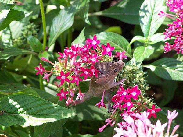 wild mouse