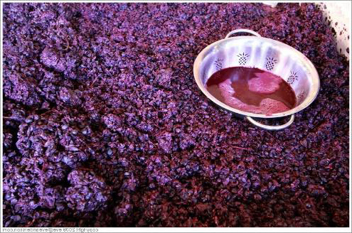 自然心巴薩米可葡萄醋壓出來的葡萄汁、葡萄皮和葡萄籽