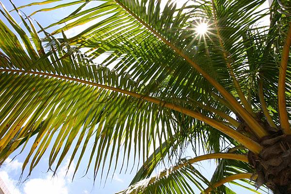 7049220171_palmboom.jpg 7049220171_palmboom.jpg