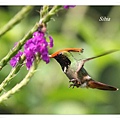 0098_006_1_Lophornis delattrei Rufous_crested Coquette棕冠蜂鳥Amazonia Lodge.jpg