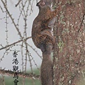 長耳鼯鼠FlyingSquirrel.jpg