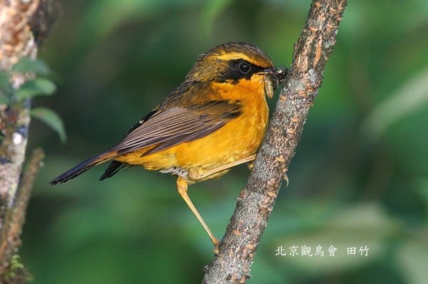 金色林鴝GoldenBushWarbler