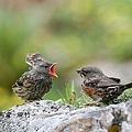 領岩鷚AlpineAccentor