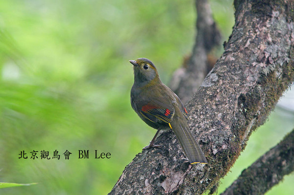 灰胸藪眉EmeishanLiocichla