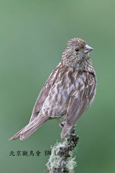 紅胸朱雀Red Fronted Rosefinch