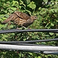 紅腹角雉TemmincksTragopan