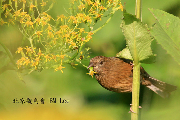 酒紅朱雀VinaceousRosefinch