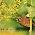 酒紅朱雀VinaceousRosefinch