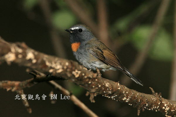 橙胸姬鶲Rufous-goregetedFlycatcher