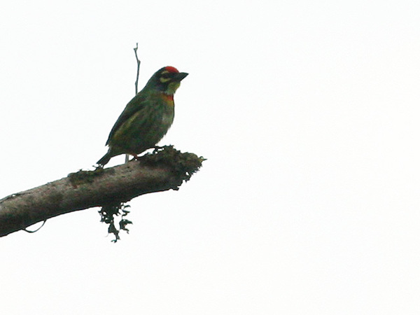 赤胸擬啄木鳥.jpg