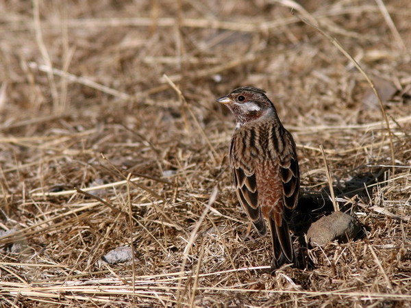 白頭巫鳥1.jpg