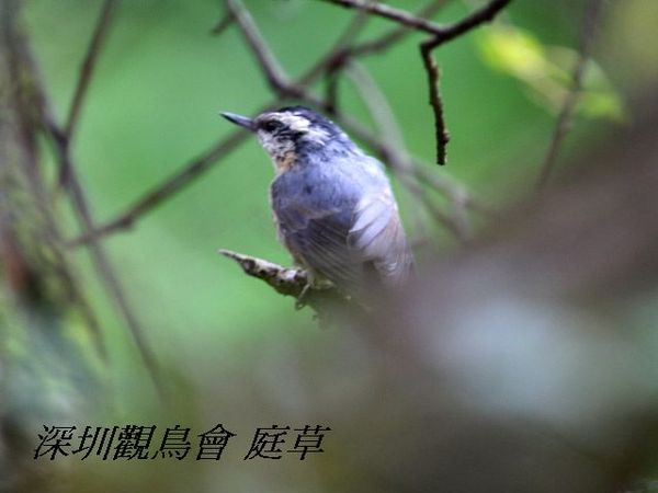 黑頭鳾