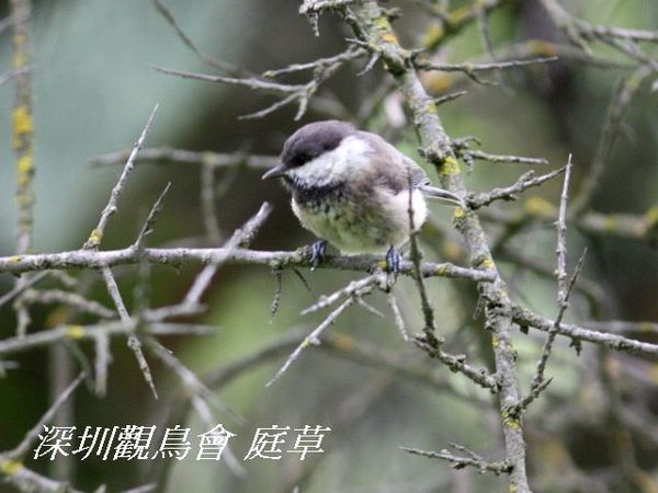 褐頭山雀