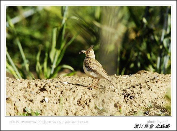 鳳頭百靈