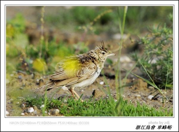 鳳頭百靈2