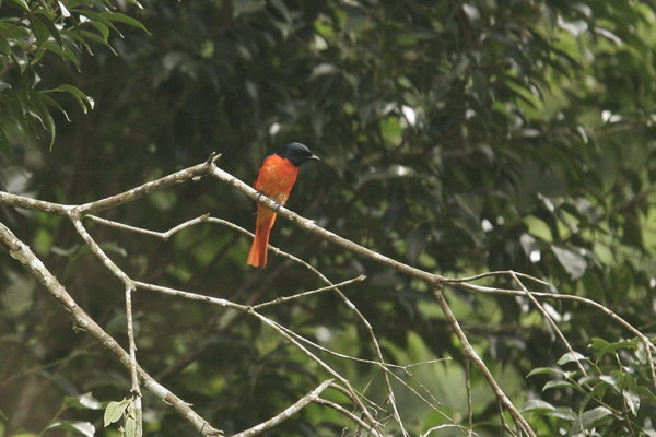 赤紅山椒鳥