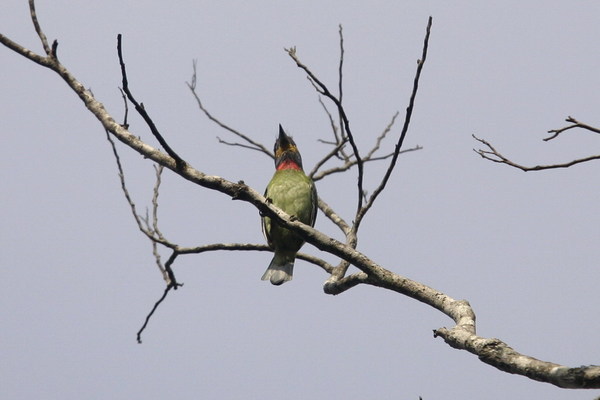 黑眉擬啄木鳥2