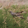 大杜鵑Eurasian Cuckoo