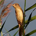 大葦鶯Great Reed Warbler _3