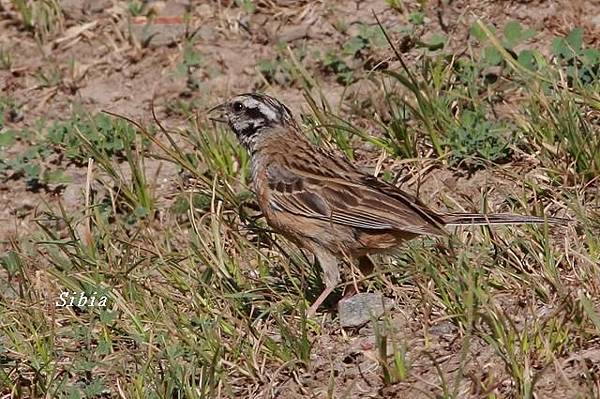 灰眉岩鵐Rock Bunting