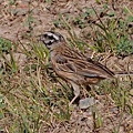 灰眉岩鵐Rock Bunting