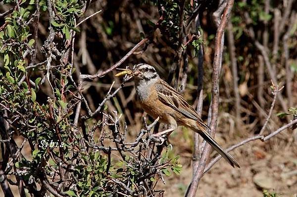 灰眉岩鵐Rock Bunting_1