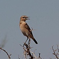 沙即鳥Isabelline Wheatear