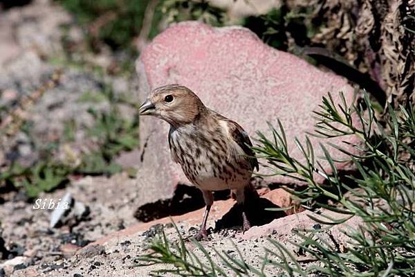 赤胸朱頂雀Eurasian Linnet_1