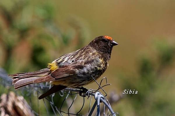 金額絲雀Fire-fronted Serin _2